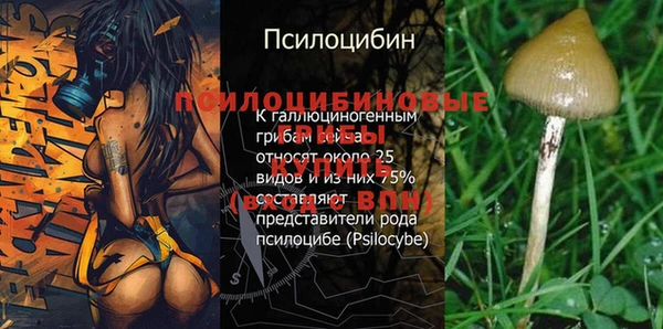 ГАЛЛЮЦИНОГЕННЫЕ ГРИБЫ Инта